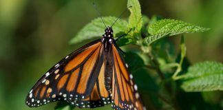Feds to delay seeking legal protection for monarch butterfly (Reports)
