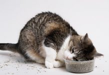 Catnip leaves kitties feline groovy, wards off mosquitoes: Researchers Say Catnip leaves kitties feline groovy, wards off mosquitoes: Researchers Say