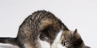 Catnip leaves kitties feline groovy, wards off mosquitoes: Researchers Say