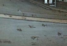 Hundreds of dead birds litter Rome street (Video) Hundreds of dead birds litter Rome street (Video)