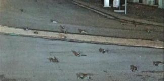 Hundreds of dead birds litter Rome street (Video)