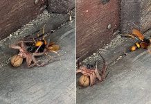 Huntsman Spider Duels with Wasp (Video) Huntsman Spider Duels with Wasp