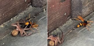 Huntsman Spider Duels with Wasp
