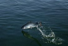 Industry, local mayors say they weren’t consulted on B.C. fish farm phase out plan (Details) Industry, local mayors say they weren't consulted on B.C. fish farm phase out plan (Details)