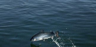 Industry, local mayors say they weren’t consulted on B.C. fish farm phase out plan (Details) Industry, local mayors say they weren't consulted on B.C. fish farm phase out plan (Details)