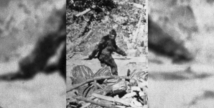 Lawmaker calls for Bigfoot ‘hunting season’ in Oklahoma, Report