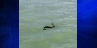 Rattlesnake seen swimming in ocean off coast of Florida Rattlesnake seen swimming in ocean off coast of Florida