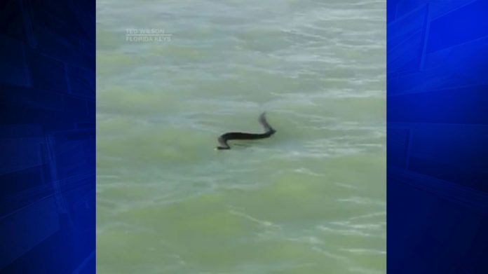 Rattlesnake seen swimming in ocean off coast of Florida