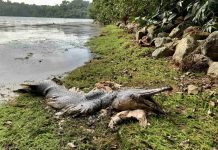 Alligator-like fish with huge jaws and sharp teeth spotted in Singapore, 10,000 miles from its native home (Photo) Alligator-like fish with huge jaws and sharp teeth spotted in Singapore, 10,000 miles from its native home (Photo)