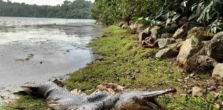 Alligator-like fish with huge jaws and sharp teeth spotted in Singapore, 10,000 miles from its native home (Photo) Alligator-like fish with huge jaws and sharp teeth spotted in Singapore, 10,000 miles from its native home (Photo)