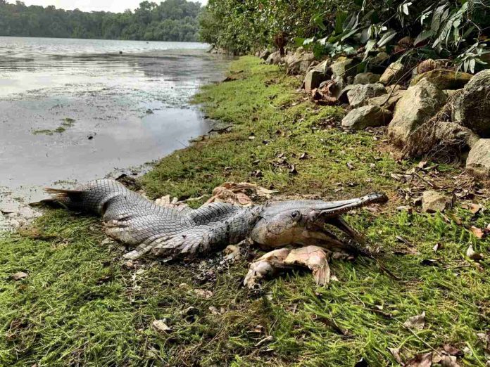 Alligator-like fish with huge jaws and sharp teeth spotted in Singapore, 10,000 miles from its native home (Photo)
