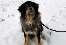 Mum staggered as she comes home to finds teenage daughter had got free 45kg dog (Photo) Mum staggered as she comes home to finds teenage daughter had got free 45kg dog (Photo)