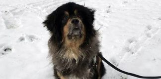 Mum staggered as she comes home to finds teenage daughter had got free 45kg dog (Photo) Mum staggered as she comes home to finds teenage daughter had got free 45kg dog (Photo)