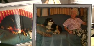 Tennessee dog inherits $5 million after owner’s death, Report Tennessee dog inherits $5 million after owner's death, Report