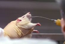 Alcohol is directly metabolized in the brain in mice (Study) Alcohol is directly metabolized in the brain in mice (Study)