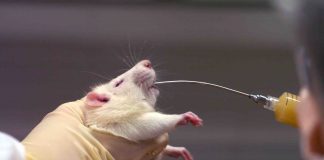 Alcohol is directly metabolized in the brain in mice (Study)