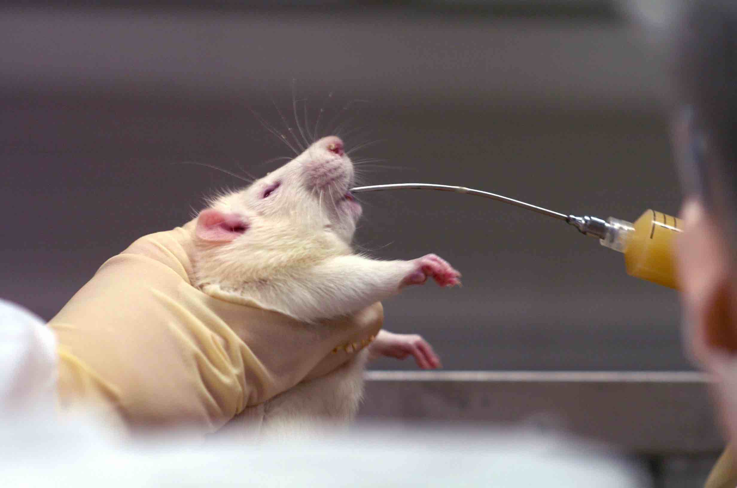 Экспериментальная мышь