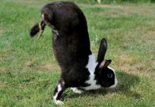 Rabbits walk on two legs? Scientists think they’ve found the genetic reason why Rabbits walk on two legs? Scientists think they’ve found the genetic reason why