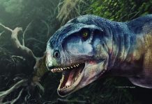 Skull of Dinosaur Named ‘One Who Causes Fear’ Found in Argentina (research) Skull of Dinosaur Named 'One Who Causes Fear' Found in Argentina (research)